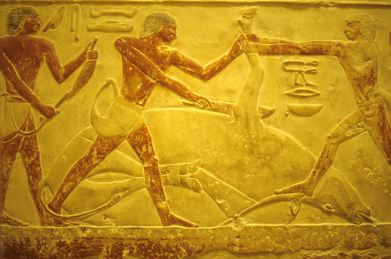 Altes Ägypten, Wandmalerei, Mastaba/Grab des Idout, Saqqara, 2323-2150 v. Chr., Stier für Opfer geschlachtet von School Egyptian