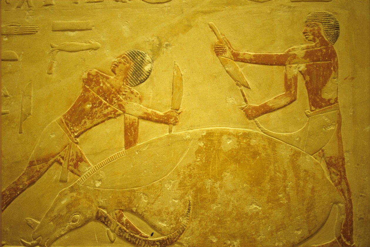 Altes Ägypten, Wandmalerei, Mastaba/Grab des Idout, Saqqara, 2323-2150 v. Chr., Stier für Opfer geschlachtet von School Egyptian
