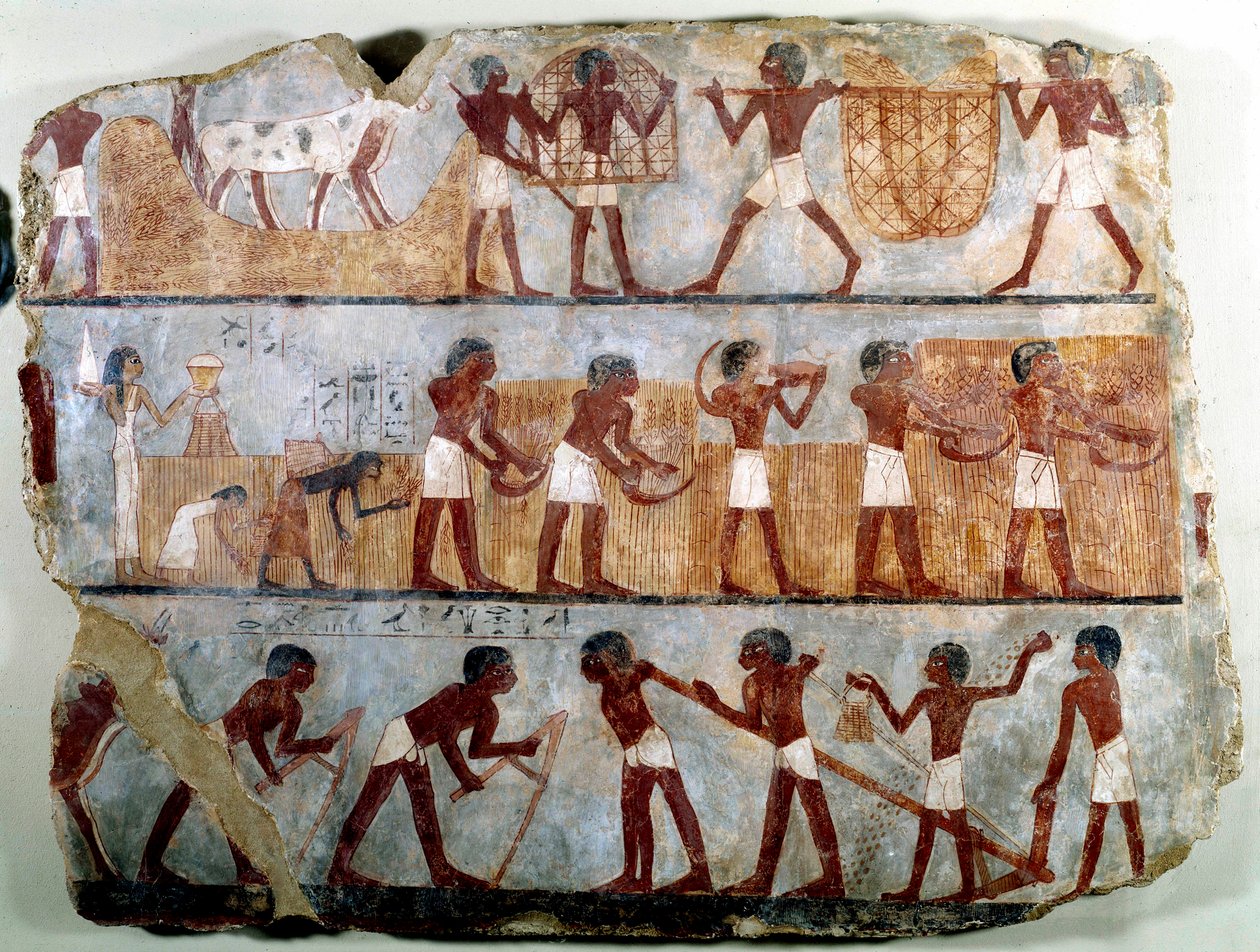 Ägyptische Antike: Wandmalerei aus dem thebanischen Grab von Ounsou: die Feldarbeit: Pflügen, Pflanzen, Ernten, Tragen von Garben, Entwurzeln und Dreschen von Getreide. Regierungszeit von Thutmosis III von School Egyptian