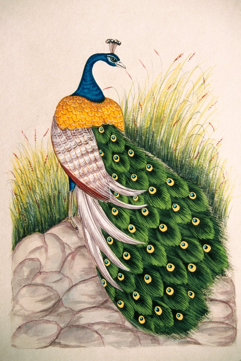 Miniaturmalerei auf Seide Pfau von School Indian