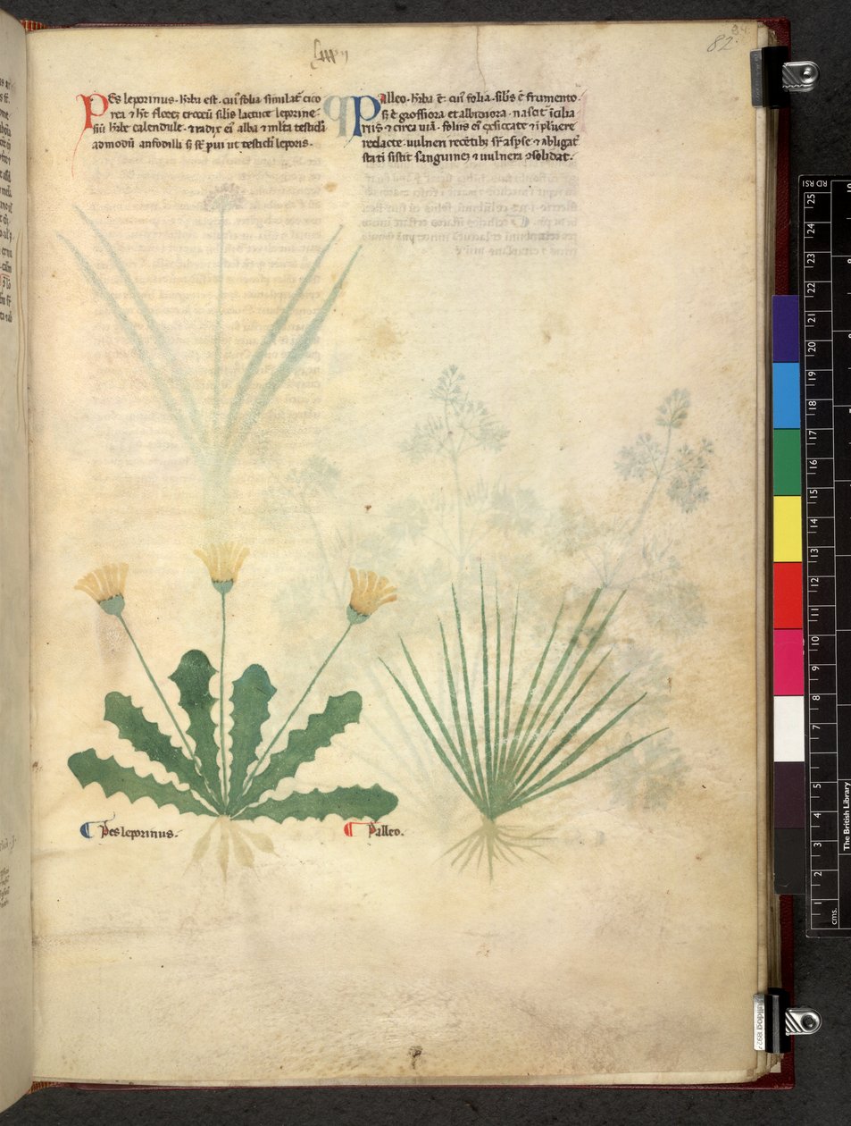 Tractatus de herbis (Herbal) c.1280-1310 von School Italian