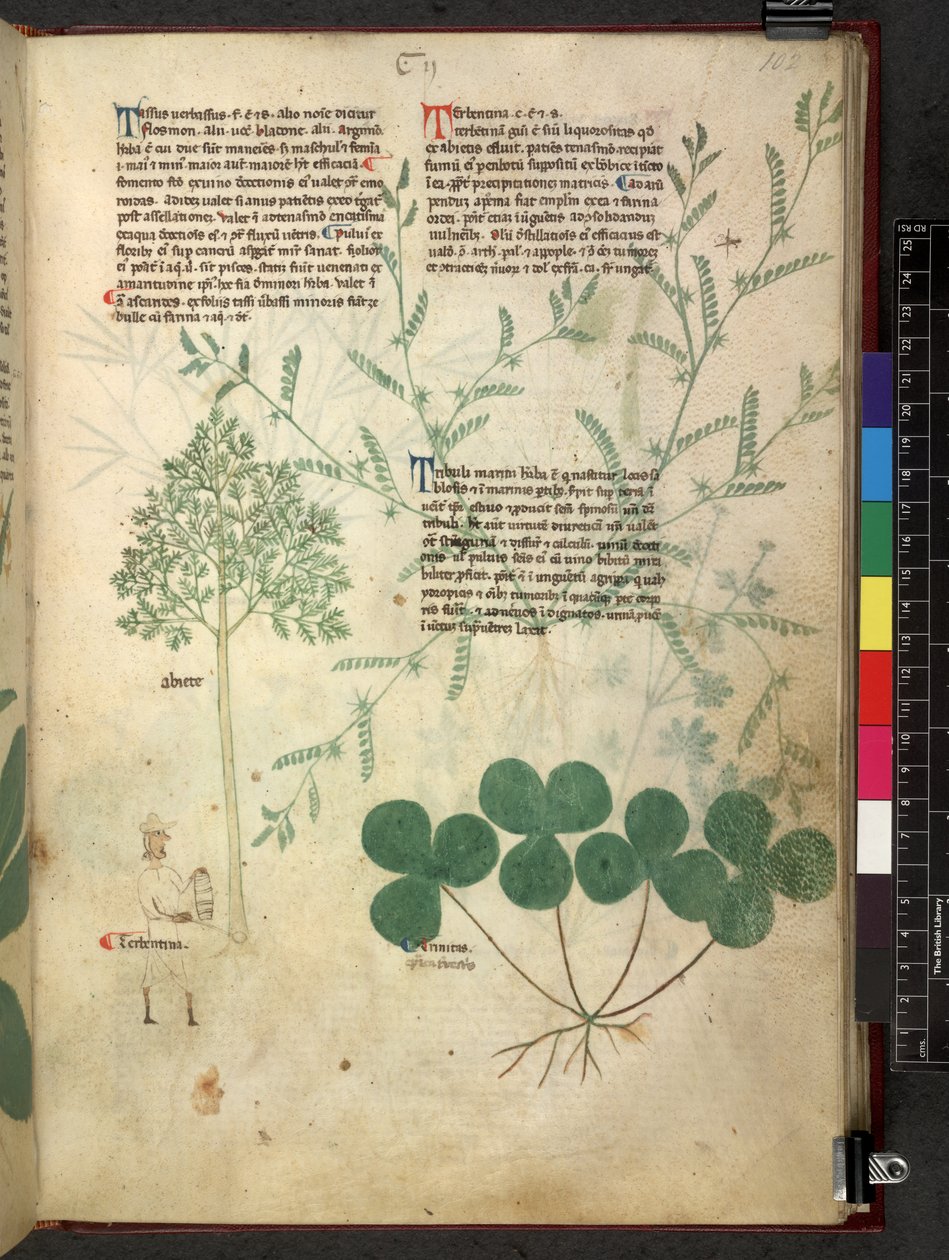 Egerton 747 Tractatus de herbis (Herbal) c.1280-1310 von School Italian