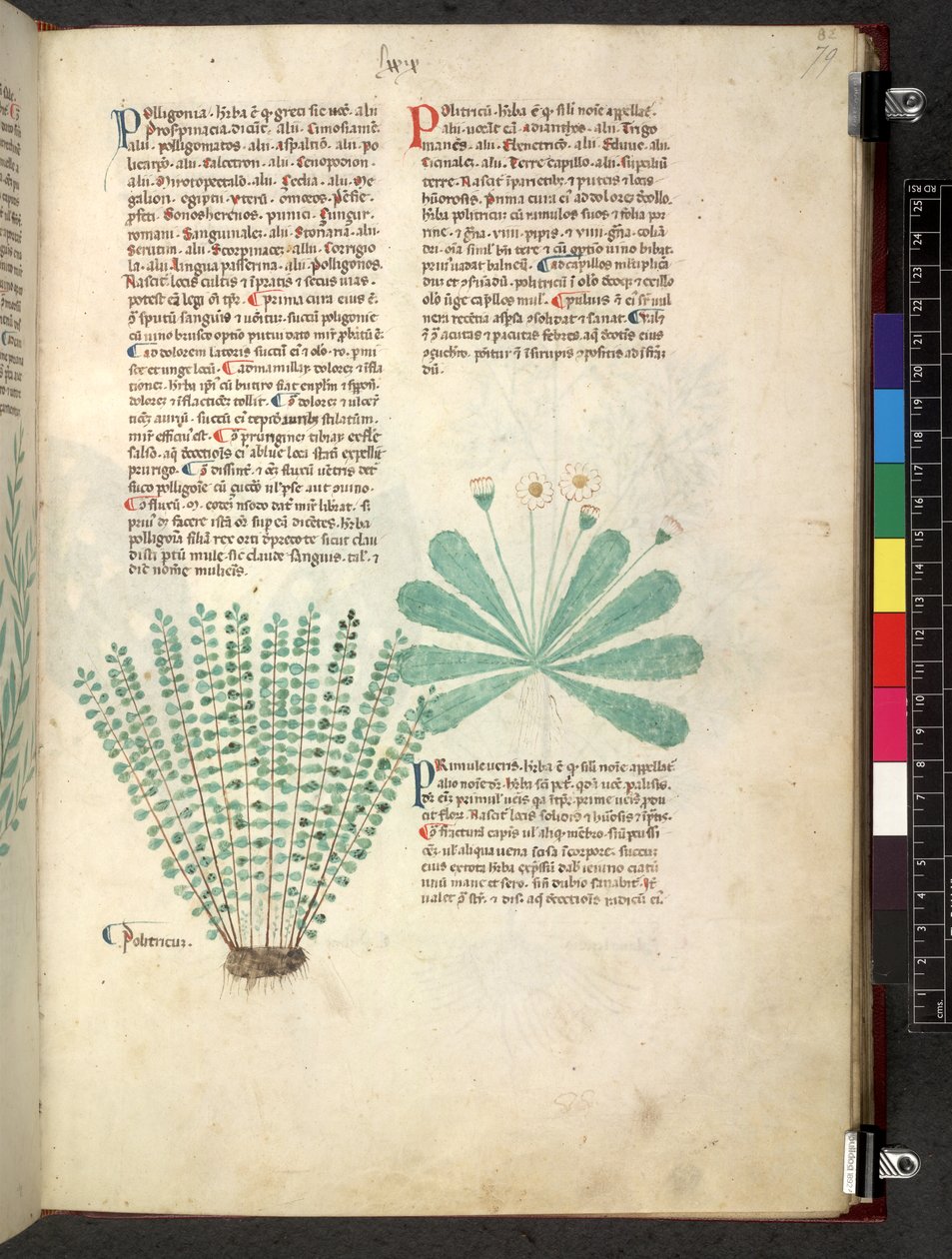 Tractatus de herbis (Kräuterbuch) um 1280-1310 von School Italian