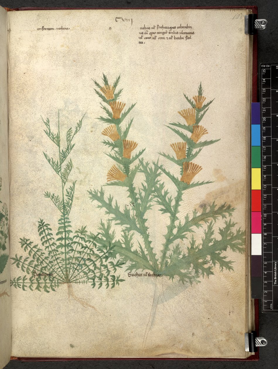 Tractatus de herbis (Kräuterbuch) um 1280-1310 von School Italian
