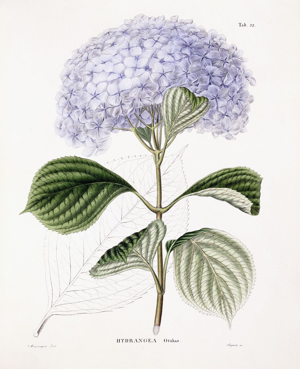 Hortensie Ottaksa, ca. 1835-70 von Sebastian Minsinger