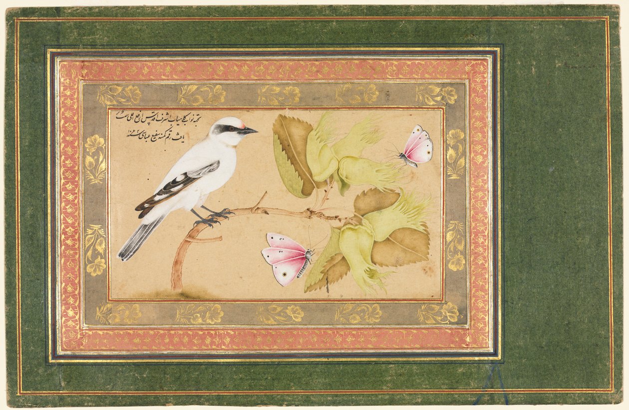 Schwarz-weißer Vogel auf einem Strauch von Shafi