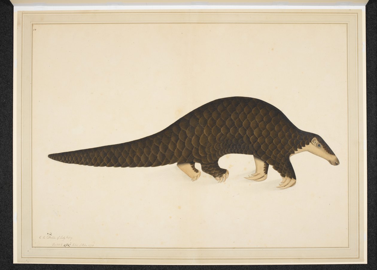 Pangolin oder Schuppentier von Shaikh Zain ud Din (fl.1777 83)