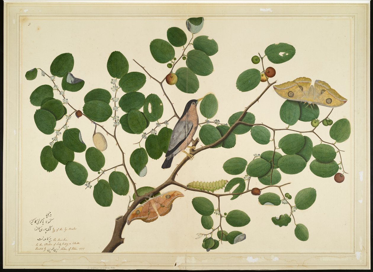 Brahminenstar mit zwei Antheraea-Motten, Raupe und Kokon auf Indischem Jujube-Baum, Folio aus einer Serie im Auftrag von Lady Impey von Shaikh Zain ud Din