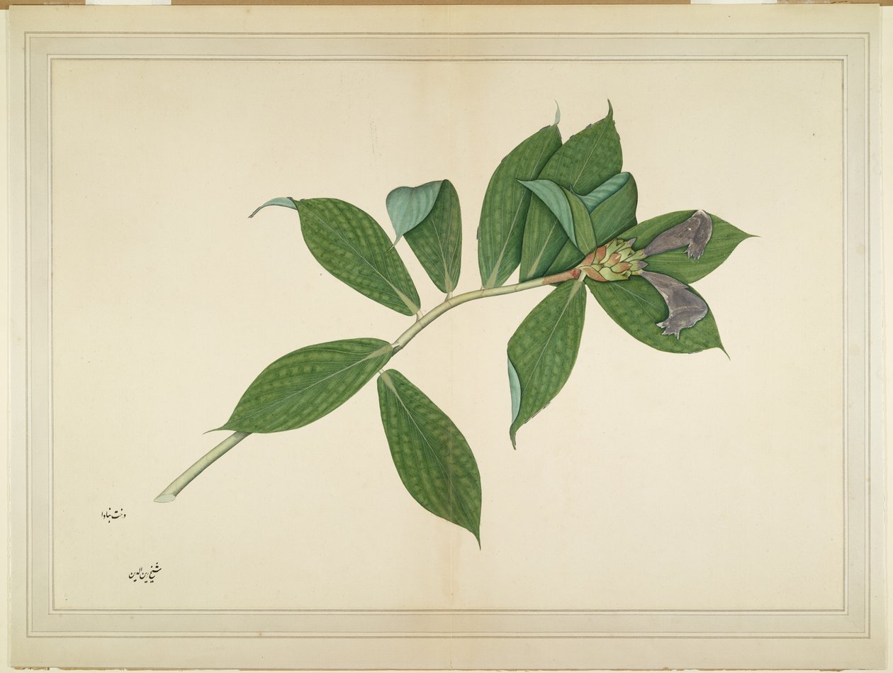Krepp-Ingwer-Pflanze, Folio aus einer Serie, die von Lady Impey in Auftrag gegeben wurde, ca. 1780 von Shaikh Zain ud Din