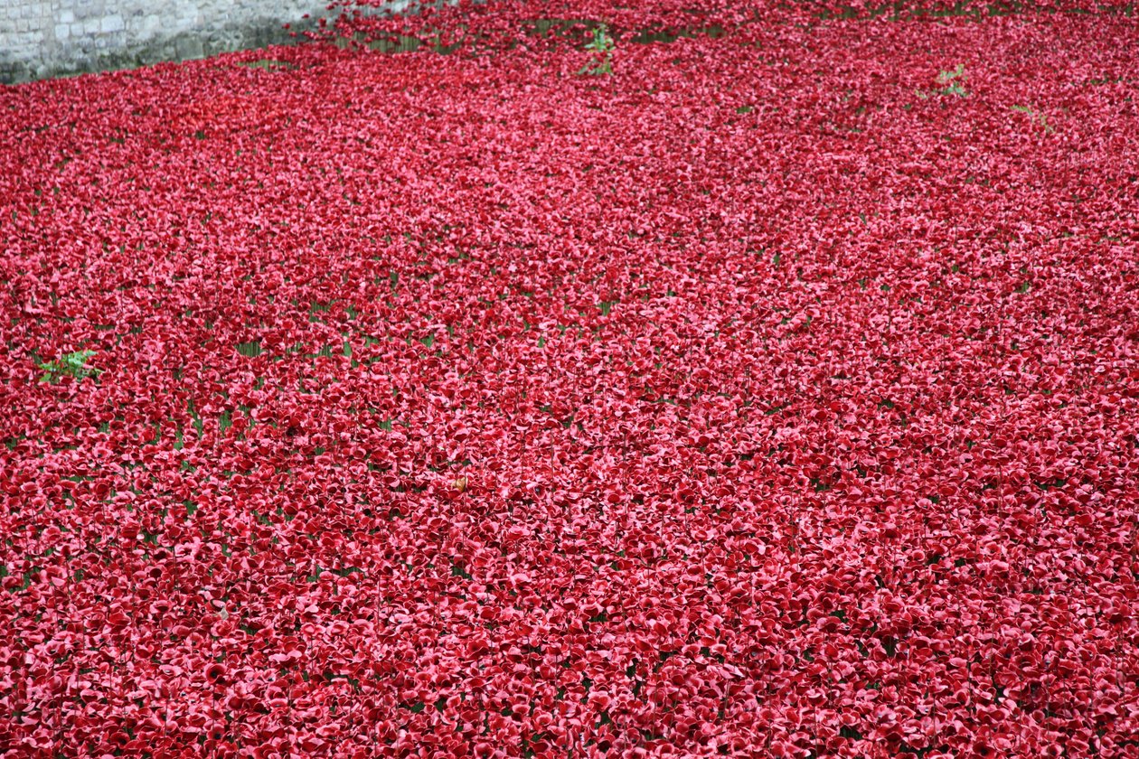 Blood Swept Lands and Seas of Red, Tower of London, 2014 von Sheldon Marshall