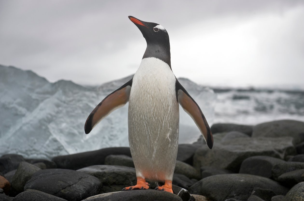 Porträt eines Eselspinguins, Pygoscelis papua. Antarktis, 2022 (Foto) von Sisse Brimberg