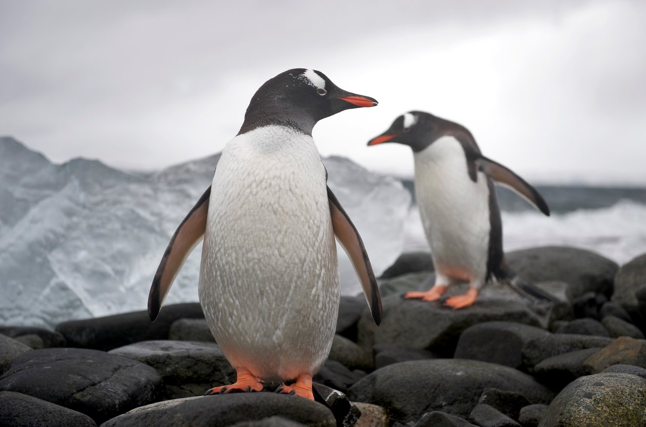 Zwei Eselspinguine, Pygoscelis papua, an einer felsigen Küste. Antarktis, 2022 (Foto) von Sisse Brimberg