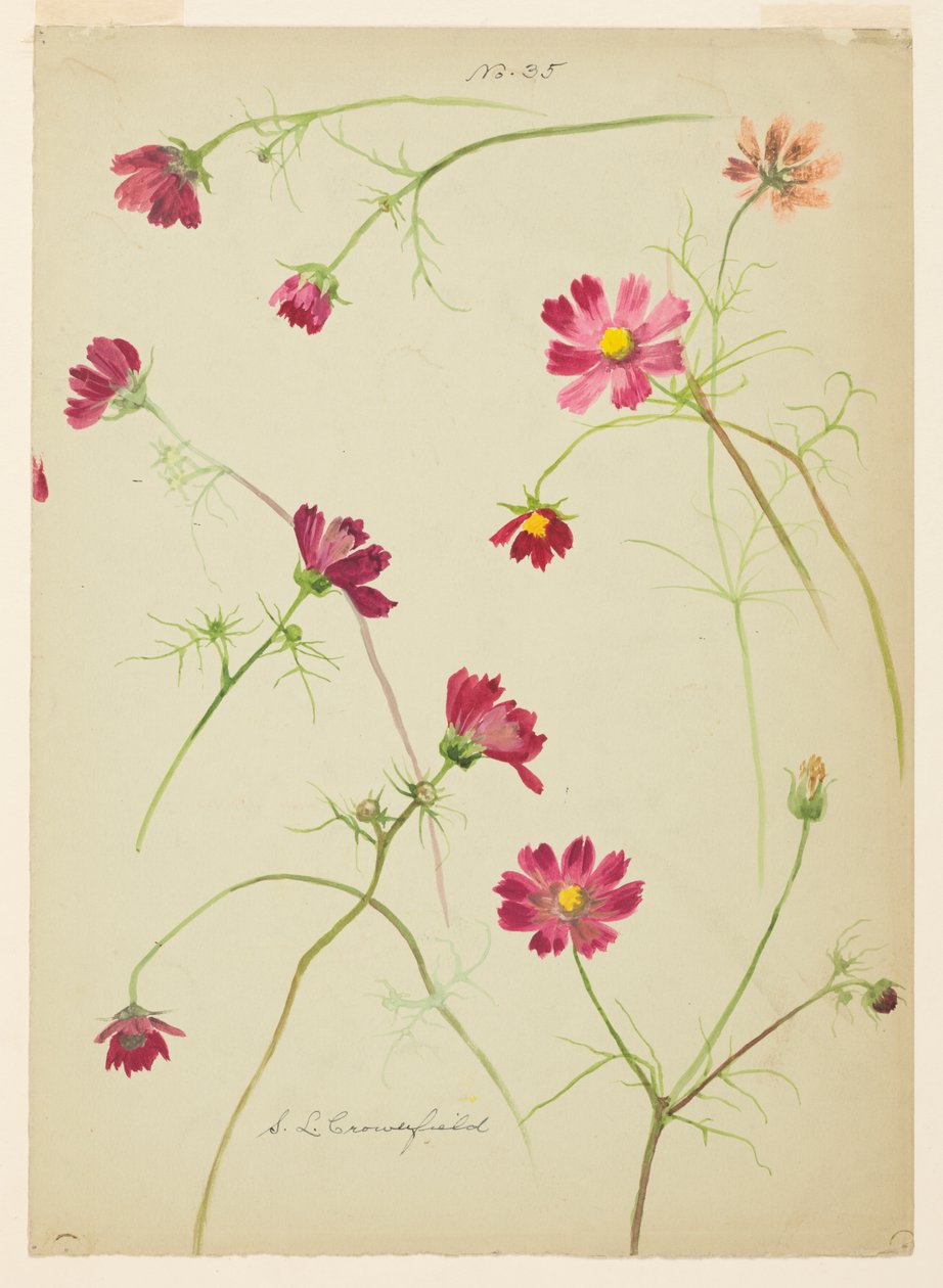 Studie des Kosmos von Sophia L. Crownfield: Kunstdruck