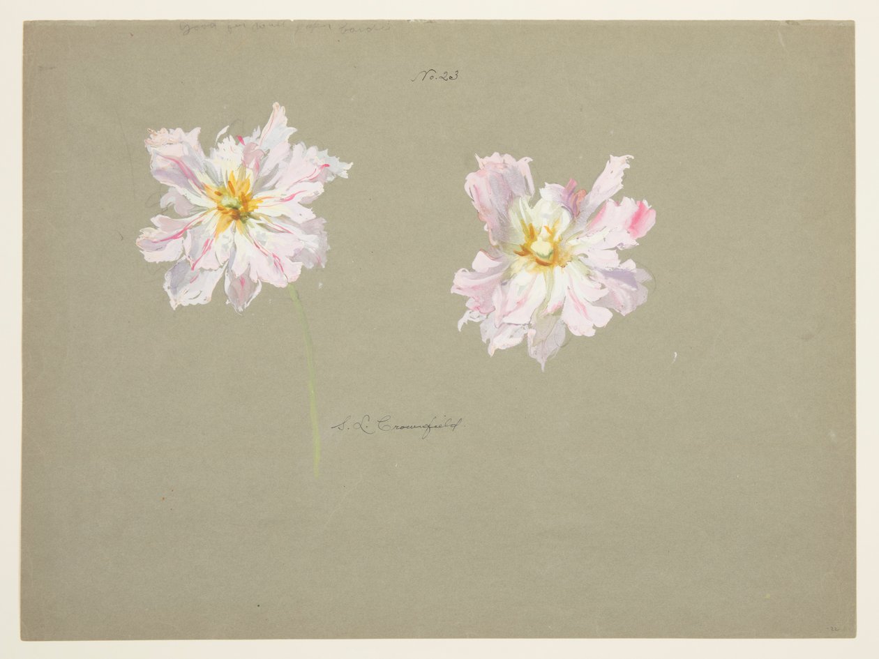 Studie von blassrosa Pfingstrosen von Sophia L. Crownfield