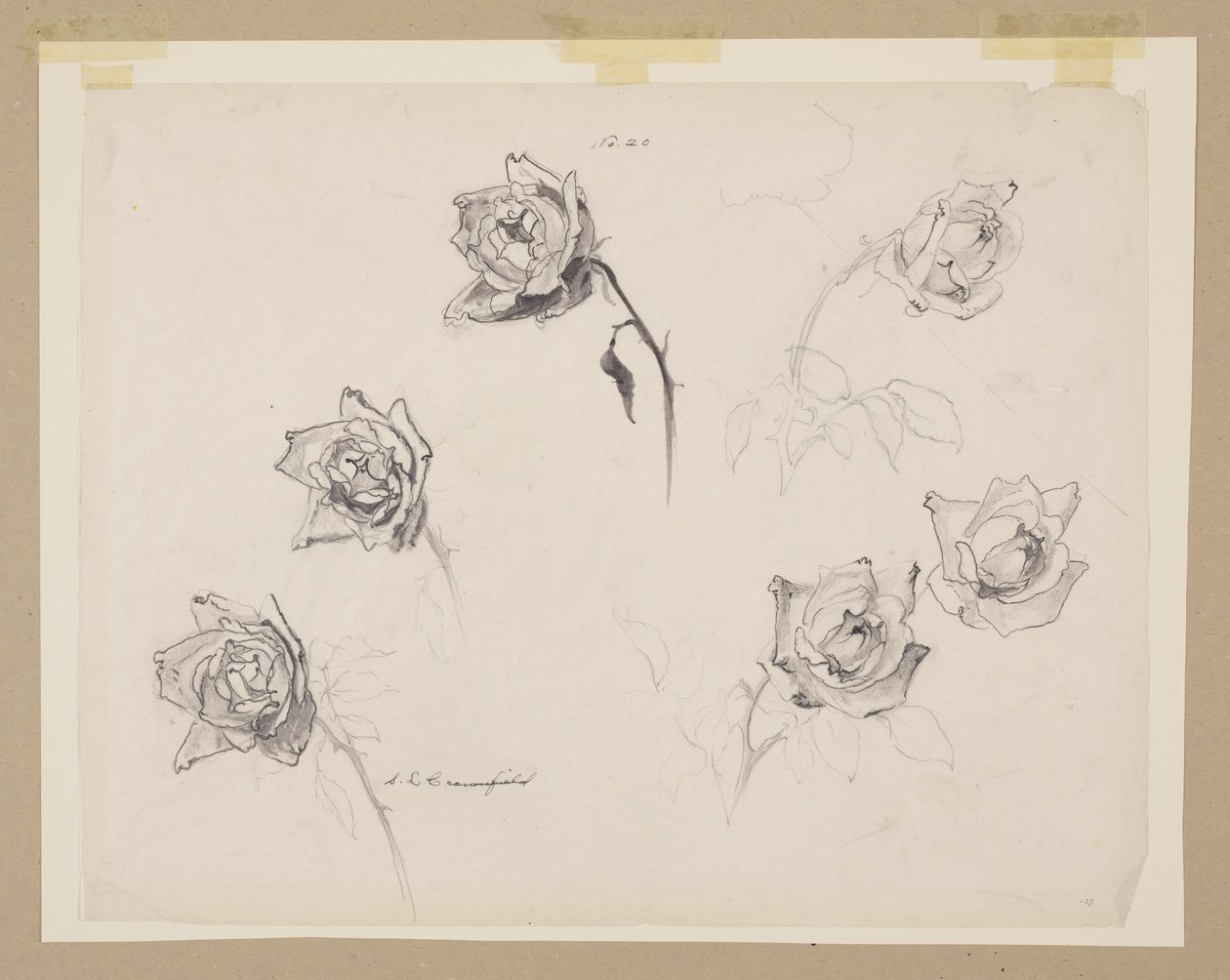 Studie von Rosen von Sophia L. Crownfield