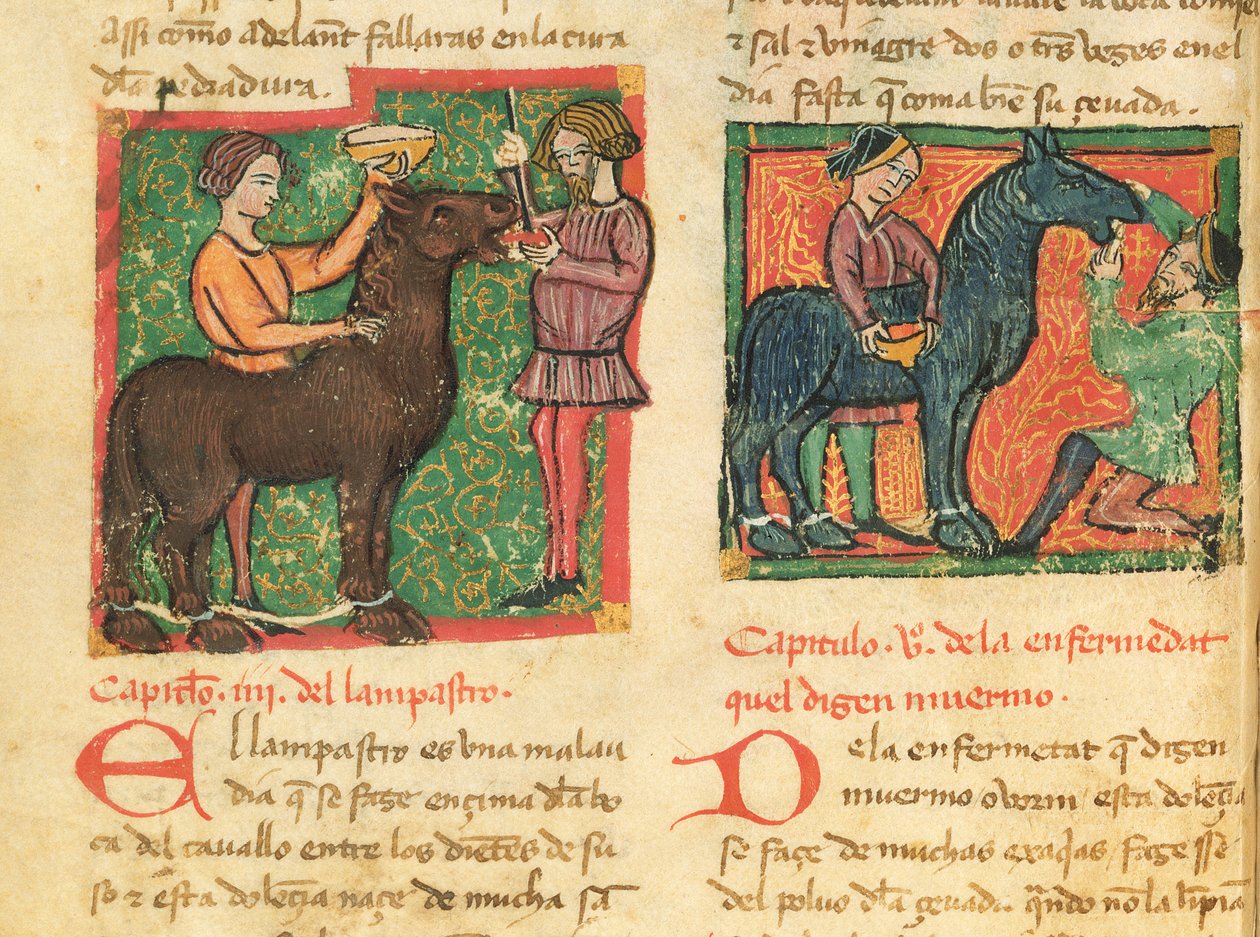 Ms 214 fol.26v Heilung von Glossitis bei einem Pferd, aus Libro de Menescalcia y Albeyteria von Juan Alvarez, ca. 1390 von Spanish School