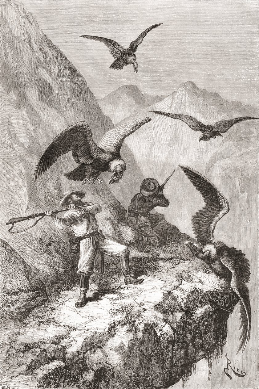 Édouard François André und Begleiter werden von Kondoren in der Nähe von Calacali, Provinz Pichincha, Ecuador, während seiner botanischen Expedition in den Ausläufern der Anden 1875-76 angegriffen von Spanish School