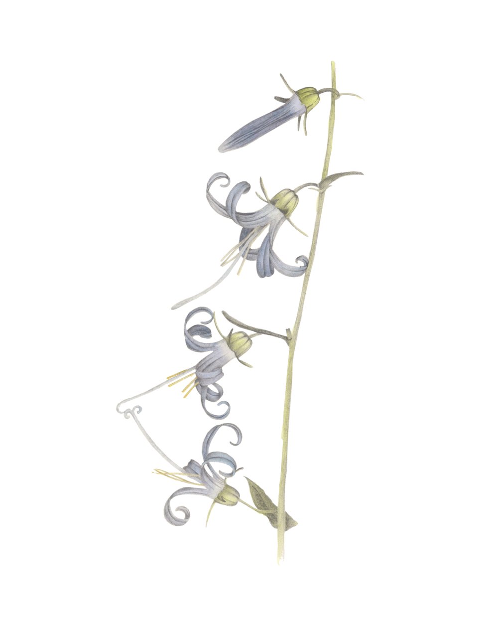 Kalifornische Glockenblume von Stacy Hsu