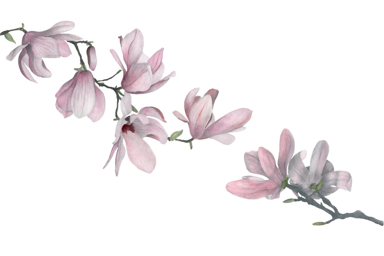 Magnolie von Stacy Hsu
