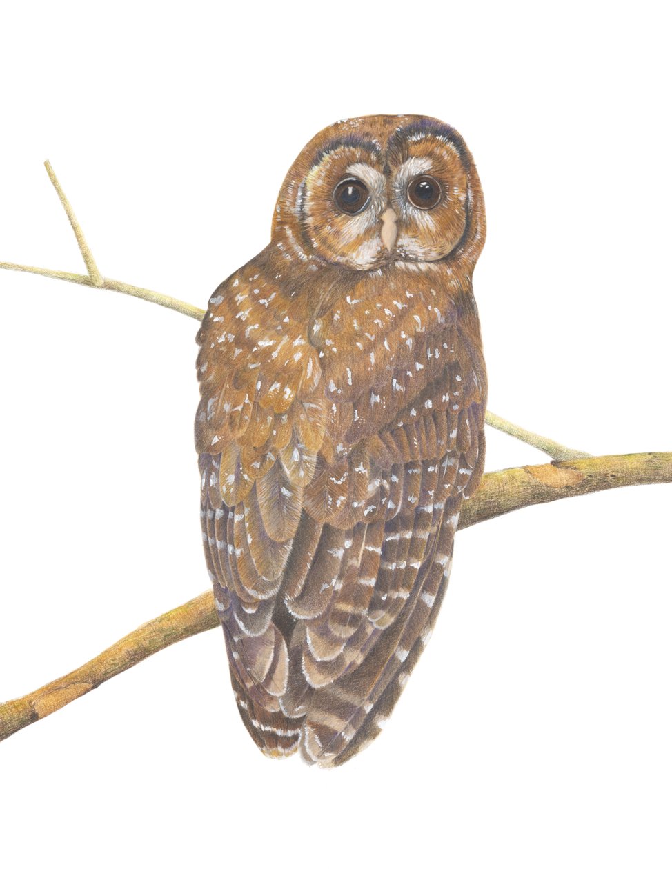 Nordamerikanische Fleckeneule, 2013 von Stacy Hsu