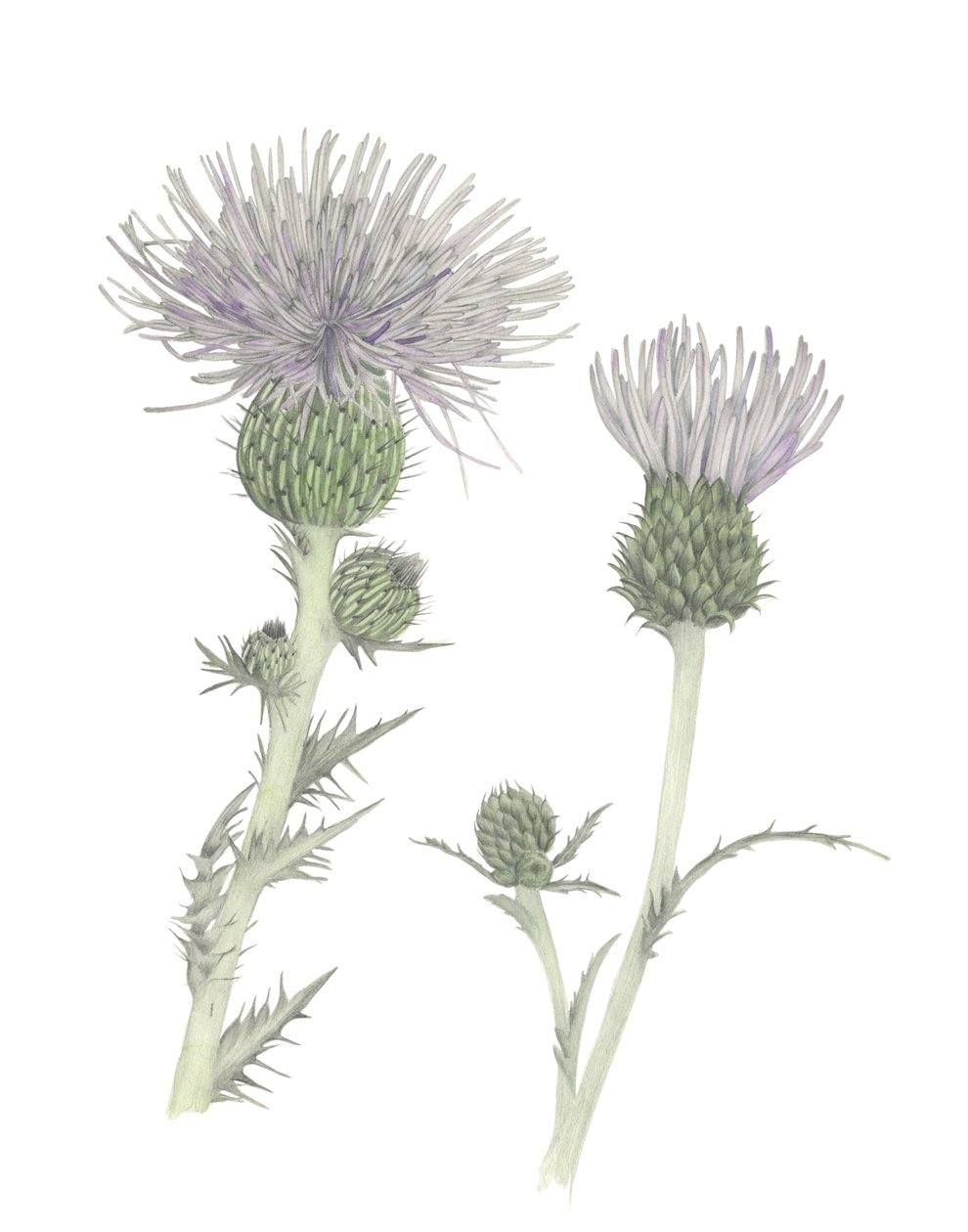 Distel von Stacy Hsu