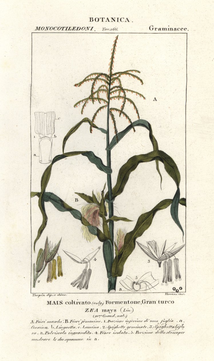 Mais, Zea mays von Stanghi Stanghi