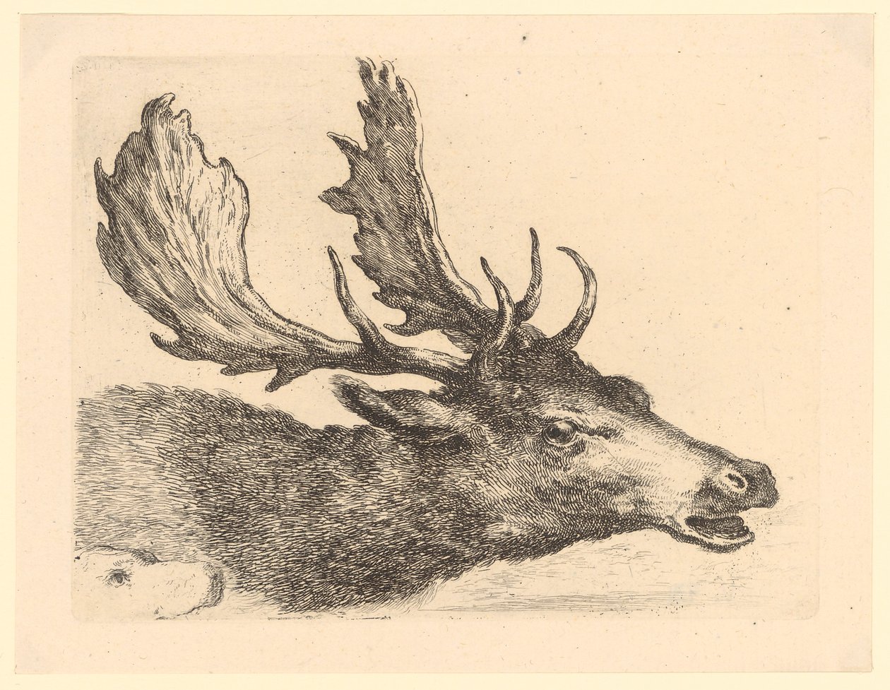 Kopf eines Damhirsches, Blatt 2 der Folge "Verschiedene Tierköpfe" von Stefano della Bella