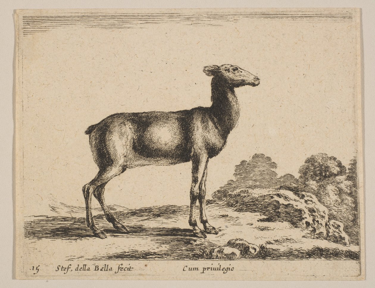 Tafel 15: Hirschkuh, aus 