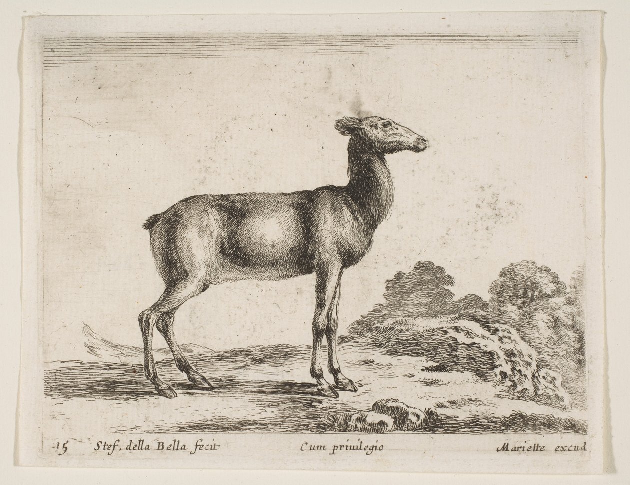 Tafel 15: Hirschkuh, aus Verschiedene Tiere von Stefano della Bella