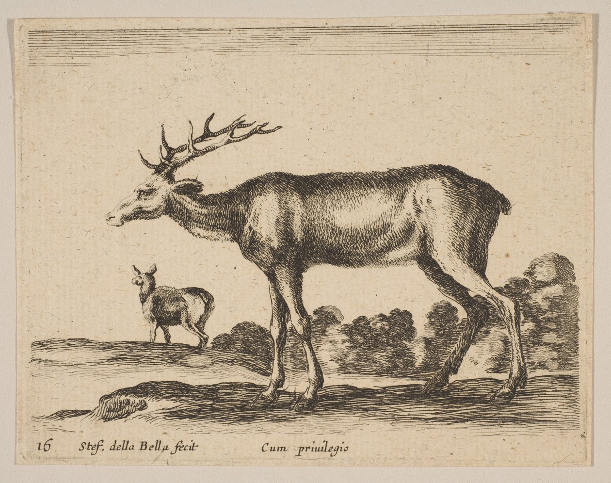 Tafel 16: Hirsch, aus Verschiedene Tiere Diversi animali, ca. 1641 von Stefano della Bella