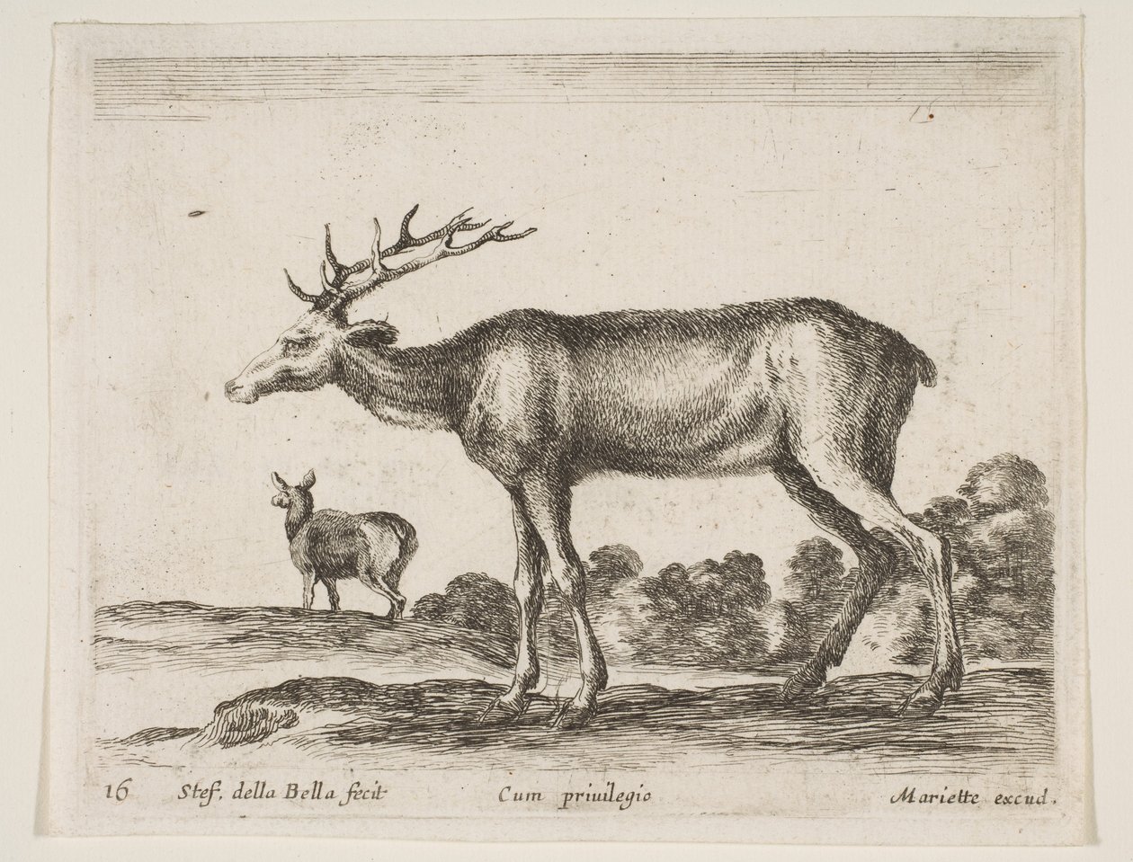 Hirsch, aus Verschiedene Tiere Diversi animali, ca. 1641 von Stefano della Bella