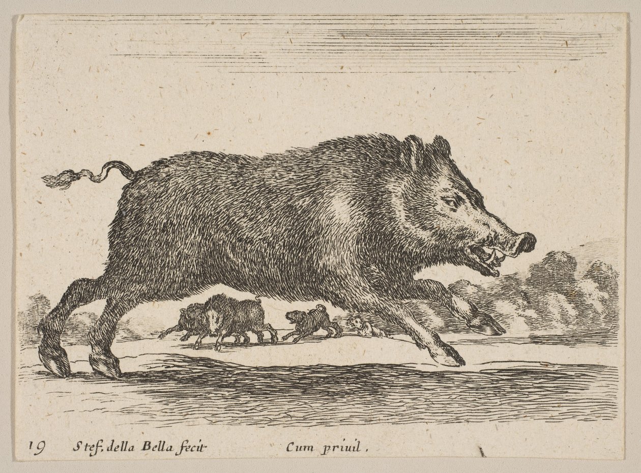 Tafel 19: Wildschwein, aus Verschiedene Tiere Diversi animali, ca. 1641 von Stefano della Bella