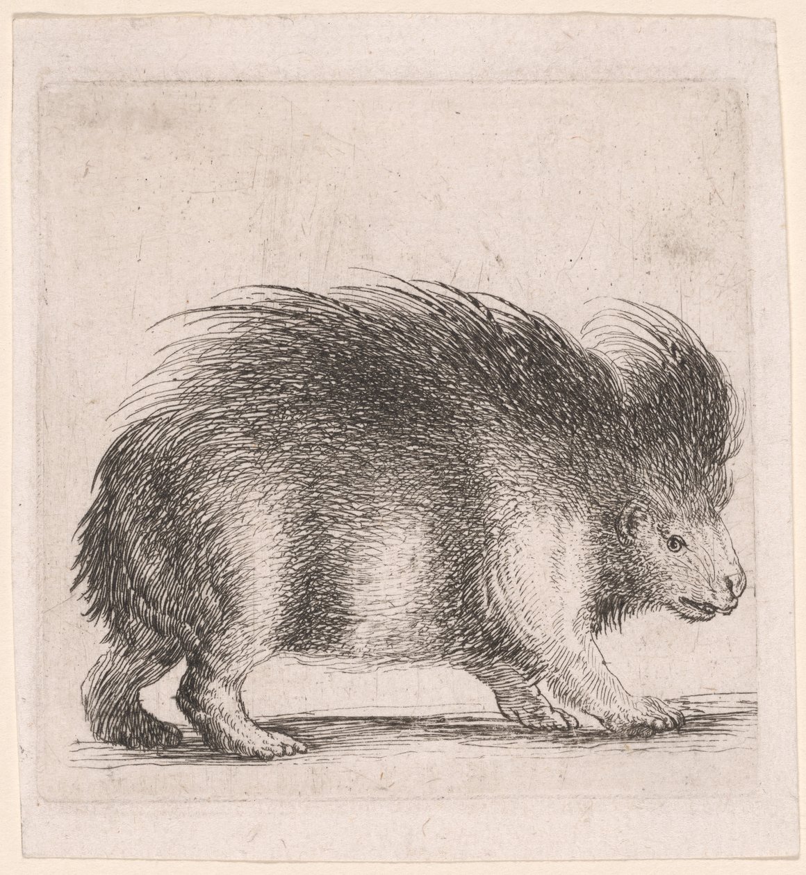 Stachelschwein, nach rechts blickend von Stefano della Bella