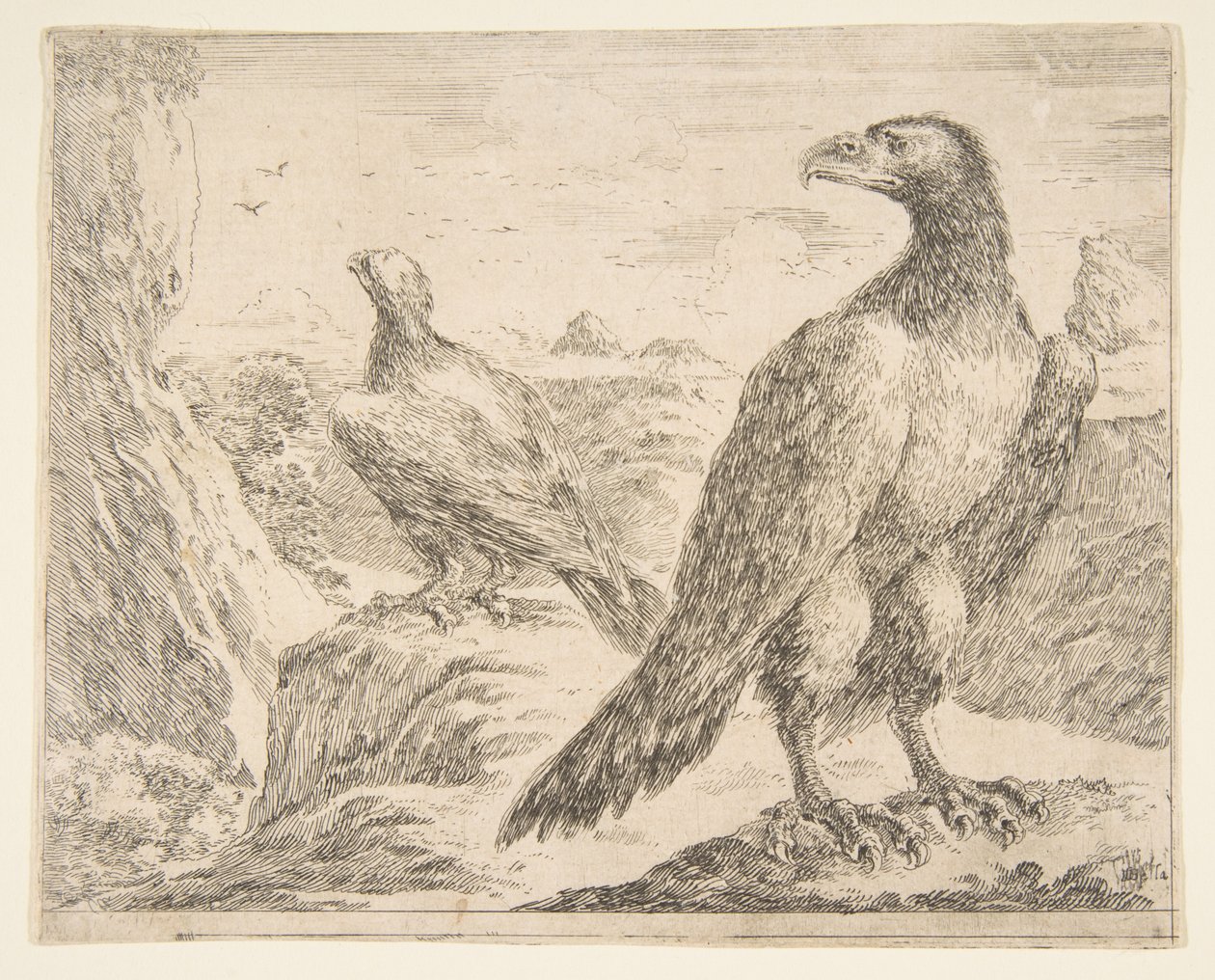 Zwei Adler, aus Eagles Les aigles, ca. 1651 von Stefano della Bella