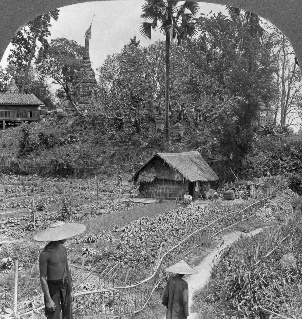 Ein Gemüsegarten zwischen Pagoden, Bhamo, Burma, 1908 von Stereo Travel Co