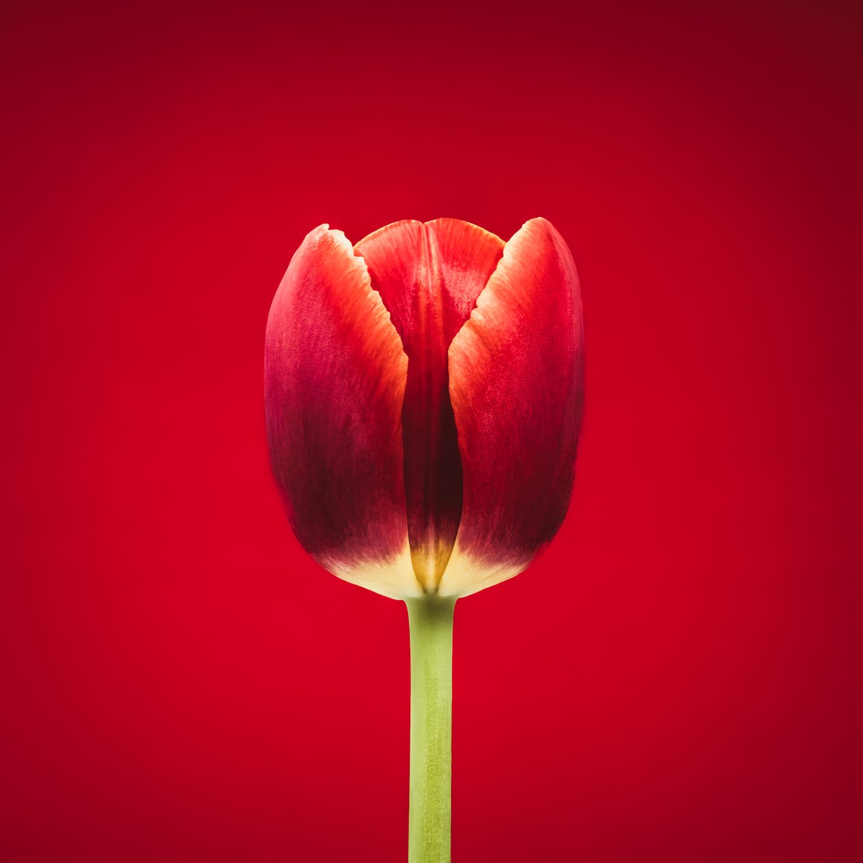 Porträt einer einzelnen roten Tulpe auf rotem Hintergrund von Steve Gallagher