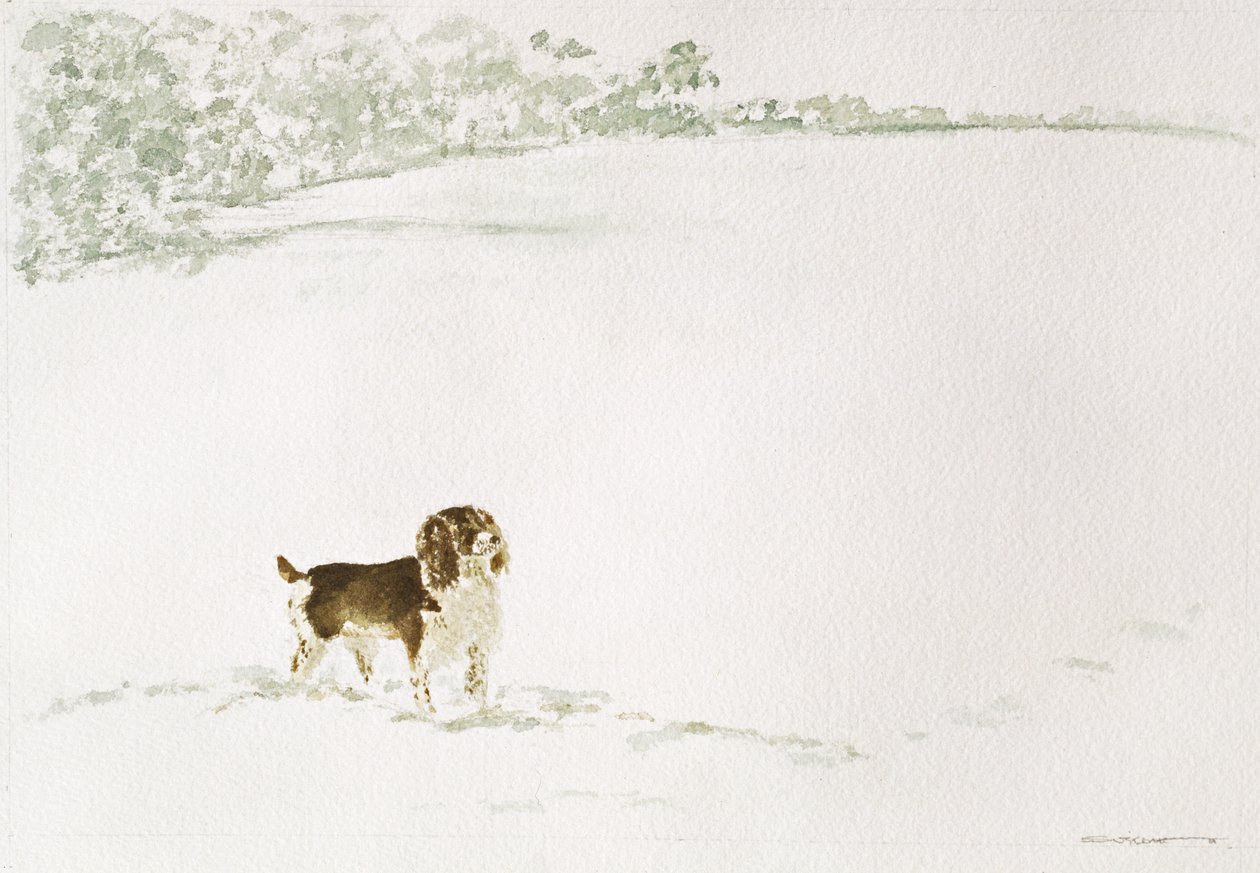Springer Spaniel im Schnee von Suzi Kennett