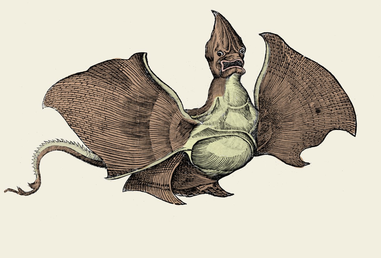Fantastisches Seemonster, Illustration aus 