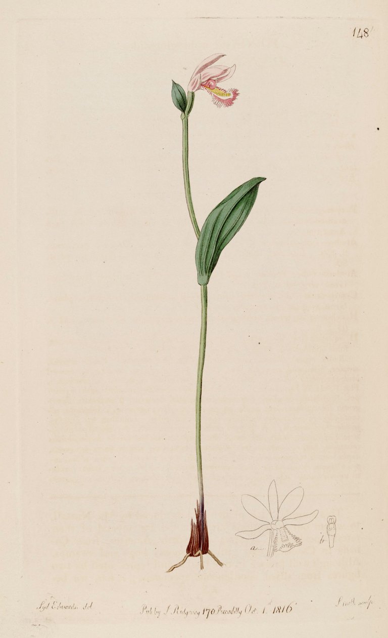 Illustration von Pogonia ophioglossoides von Sydenham Teast Edwards