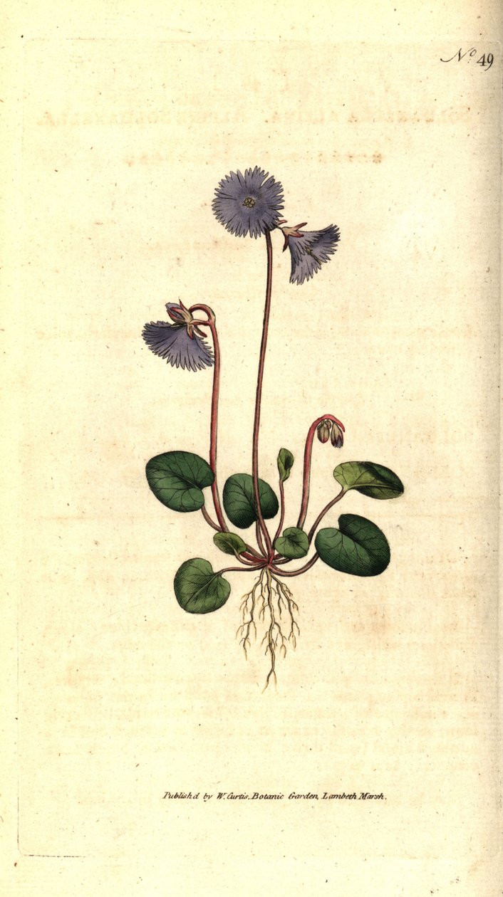 Alpine Soldanelle, Soldanella alpina von Sydenham Teast Edwards