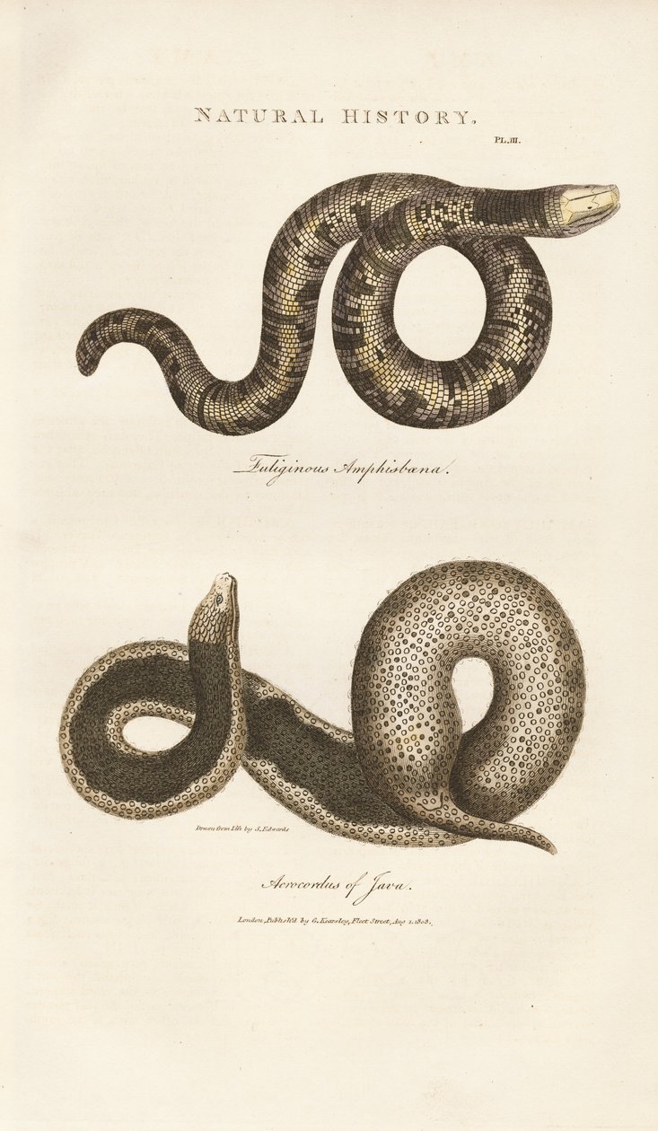 Amphisbaena und Javanische Warzenschlange von Sydenham Teast Edwards