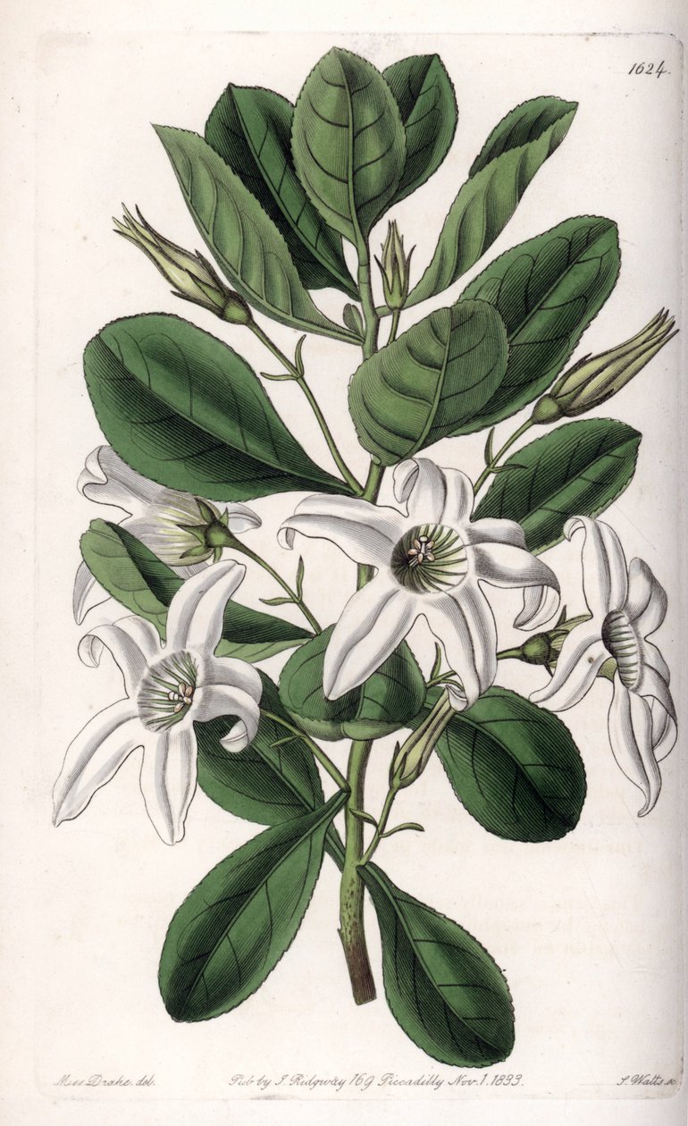 Anthocercis Varietät, heimisch in Australien (Tafel) von Sydenham Teast Edwards