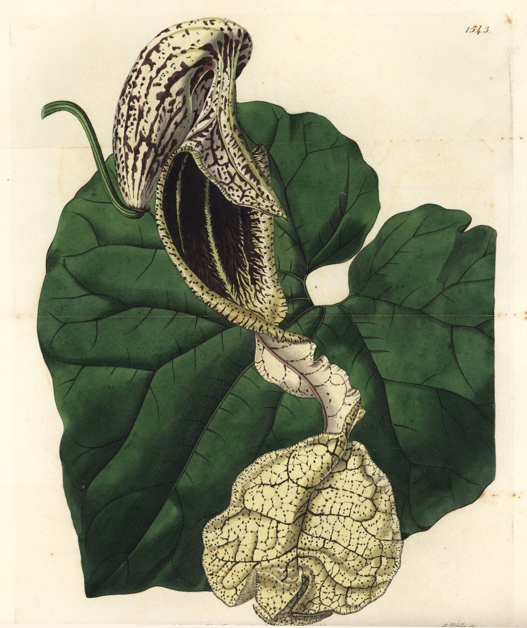 Aristoloche Varietät von Sydenham Teast Edwards