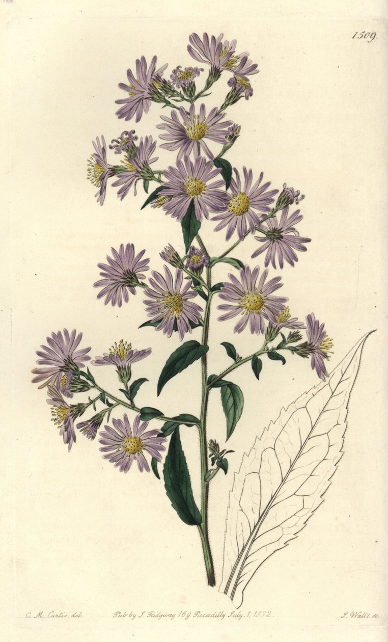 Rispen-Aster von Sydenham Teast Edwards