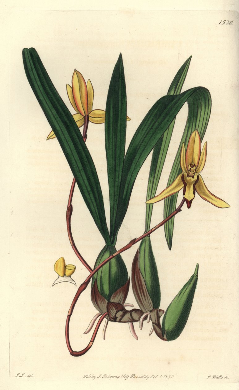Australische epiphytische Orchidee (Stich von S. Watts, Illustration von John Lindley) von Sydenham Teast Edwards
