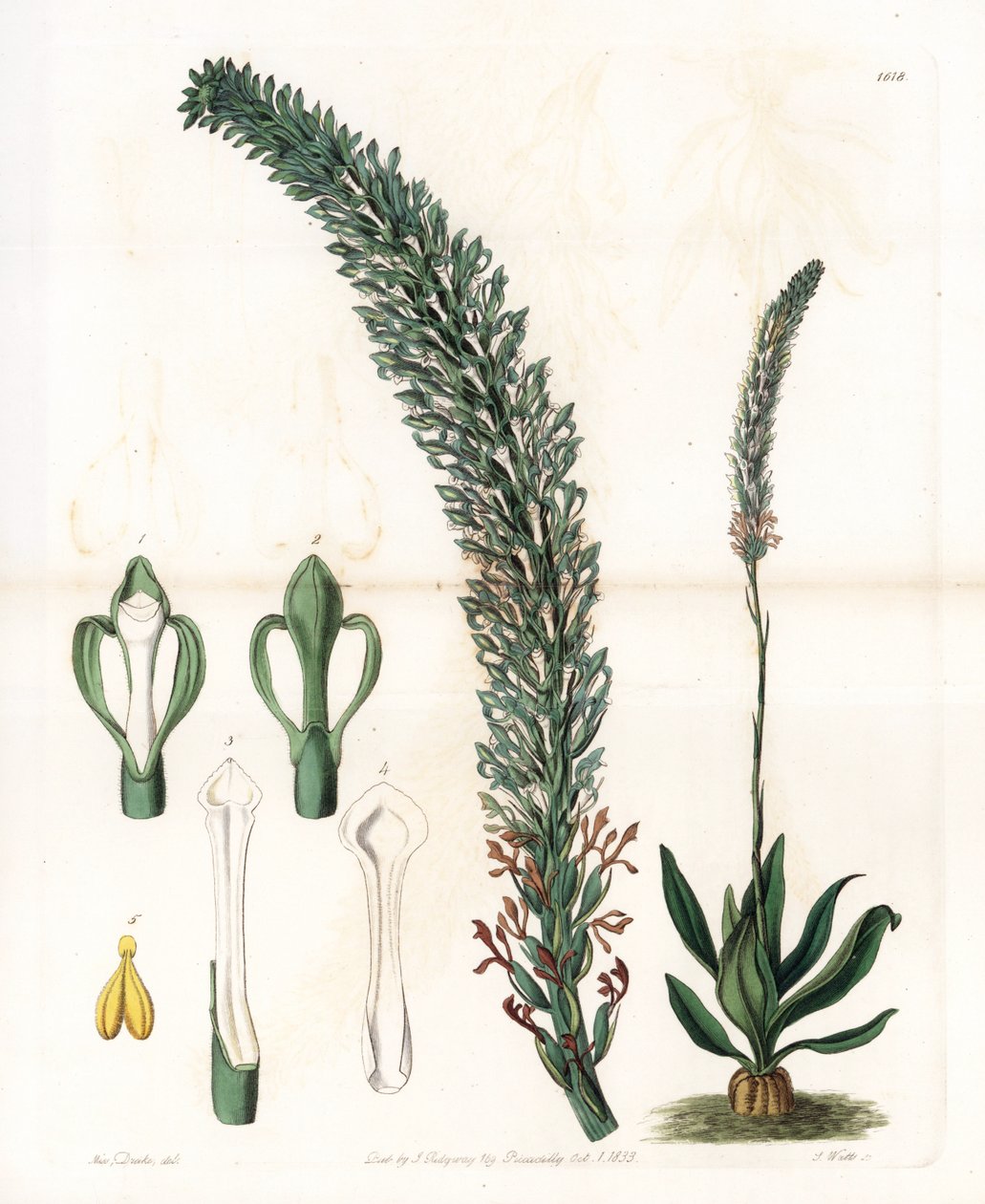 Schönes Sauroglossum von Sydenham Teast Edwards