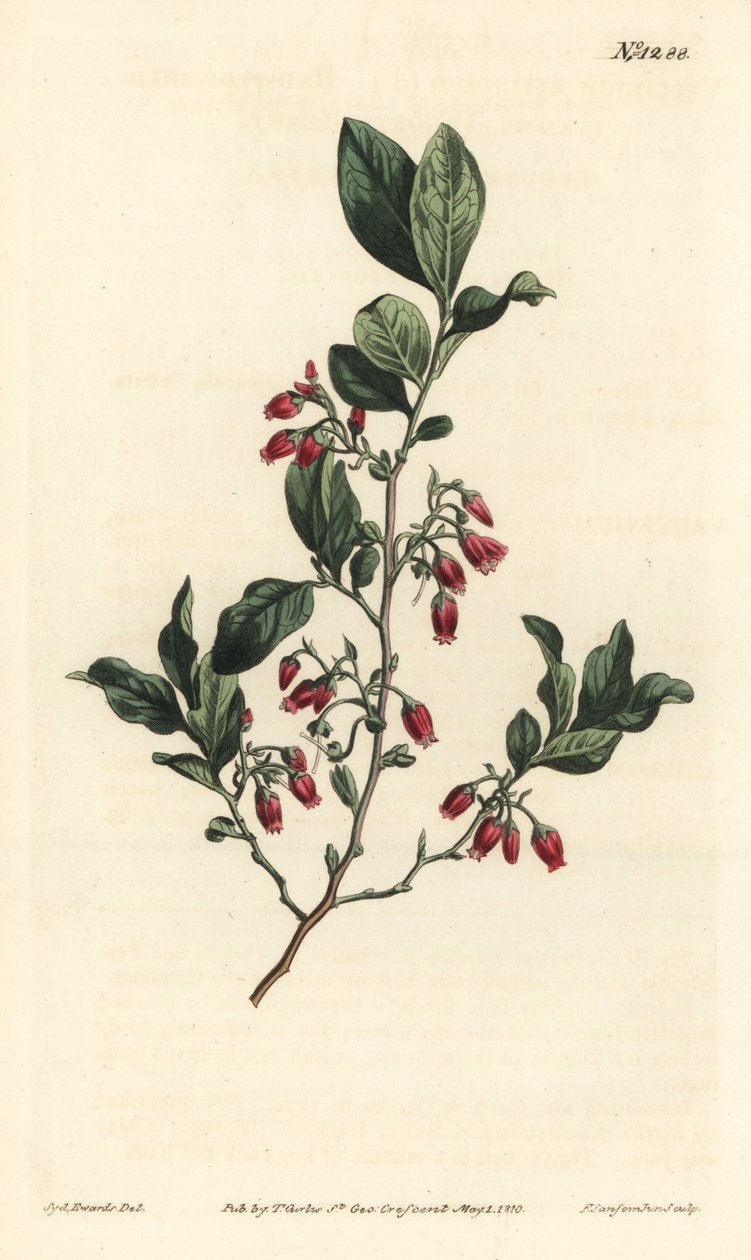 Schwarze Heidelbeere, Gaylussacia baccata (Rotblütige klebrige Heidelbeere, Vaccinium resinosum) - Handkolorierter Kupferstich von F. Sansom Jr. nach einer Illustration von Sydenham Edwards aus William Curtis