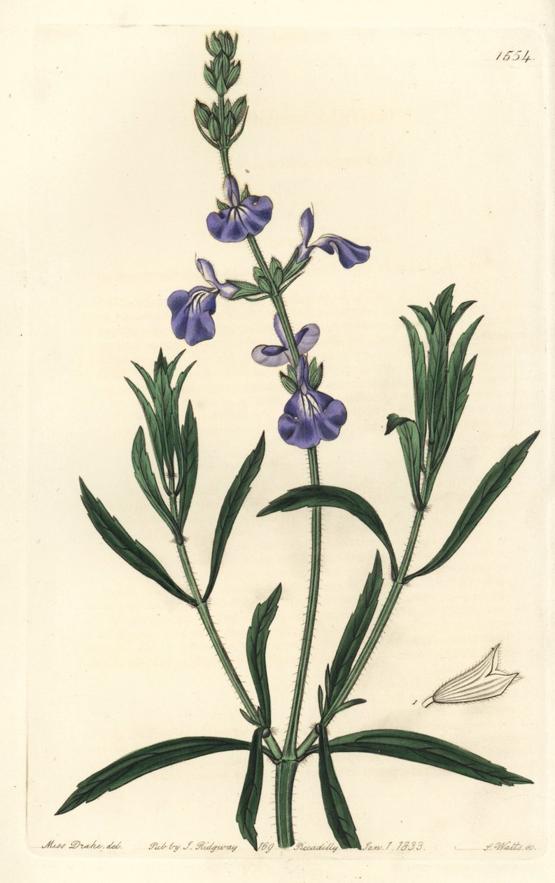 Blaue Salbei von Sydenham Teast Edwards