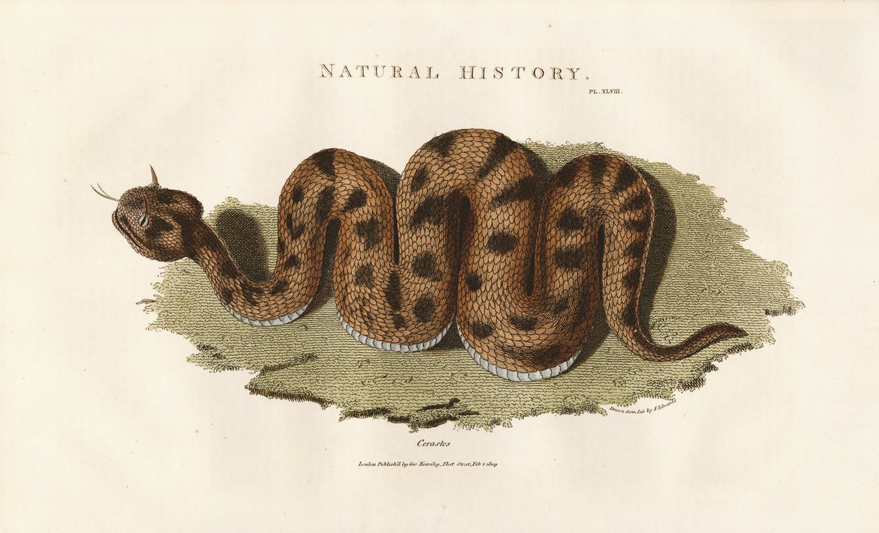 Boa Constrictor von Sydenham Teast Edwards