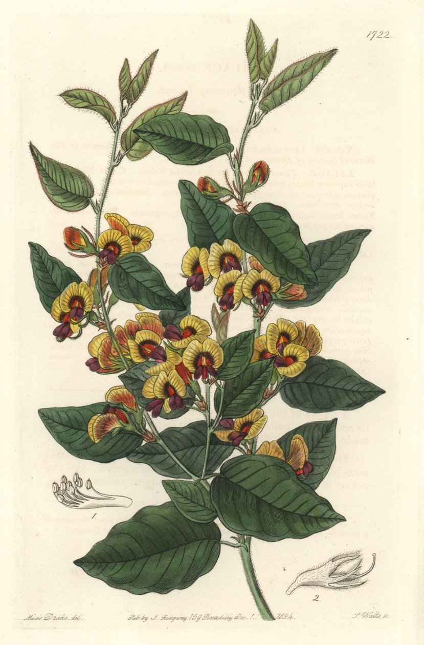 Bossiaea mit großen Blüten, australischen Ursprungs von Sydenham Teast Edwards